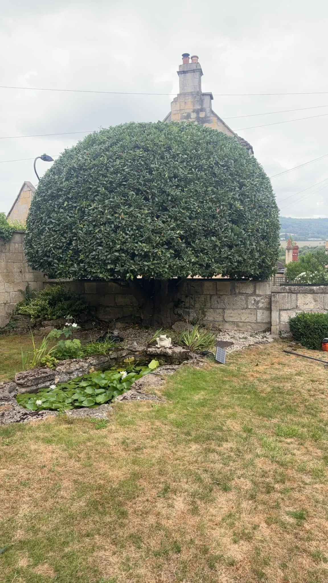 Large dome-shaped clipped laurel hedge over a garden pond and stone wall