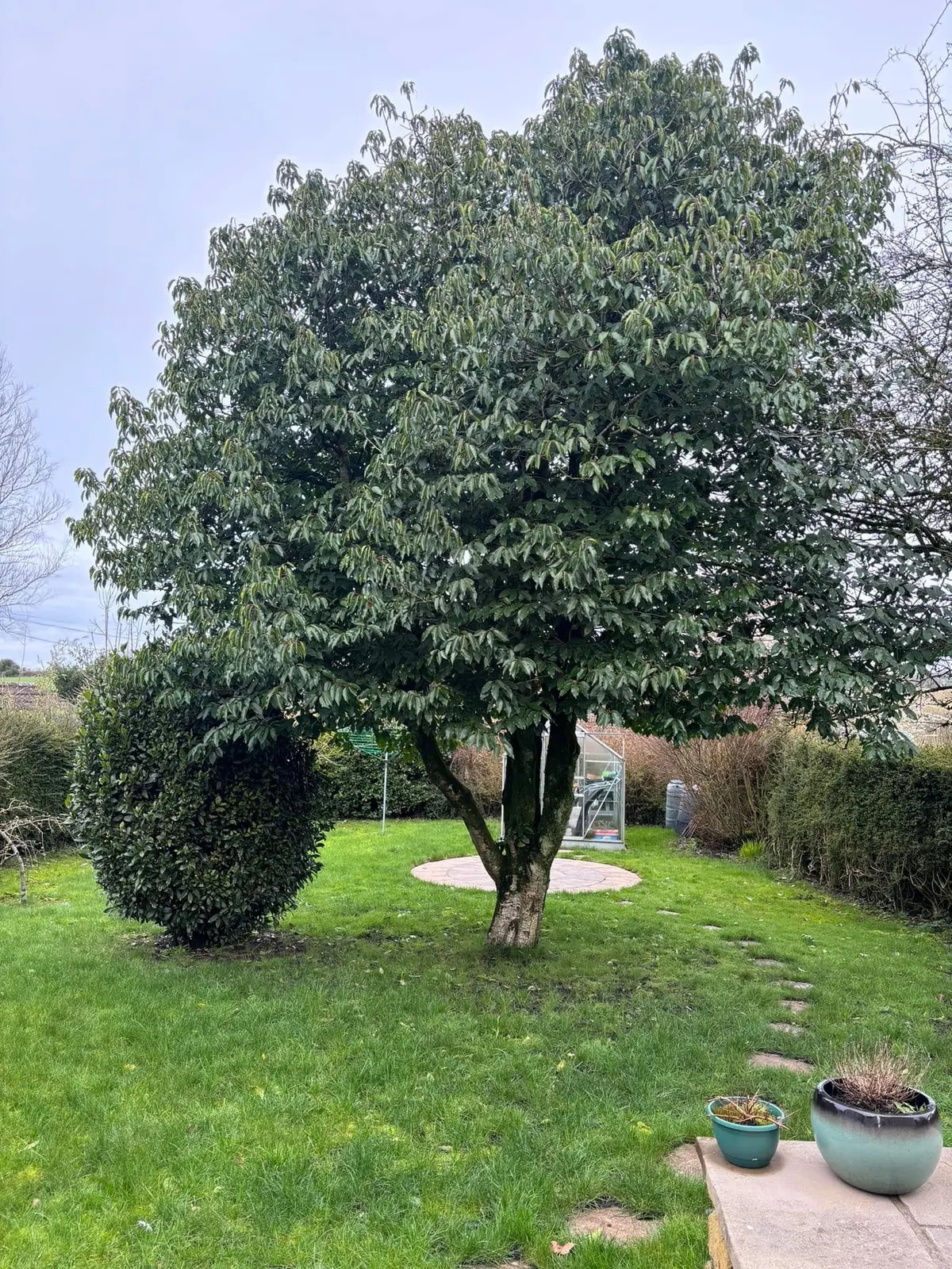 Large established garden tree with a neatly cut lawn and greenhouse behind