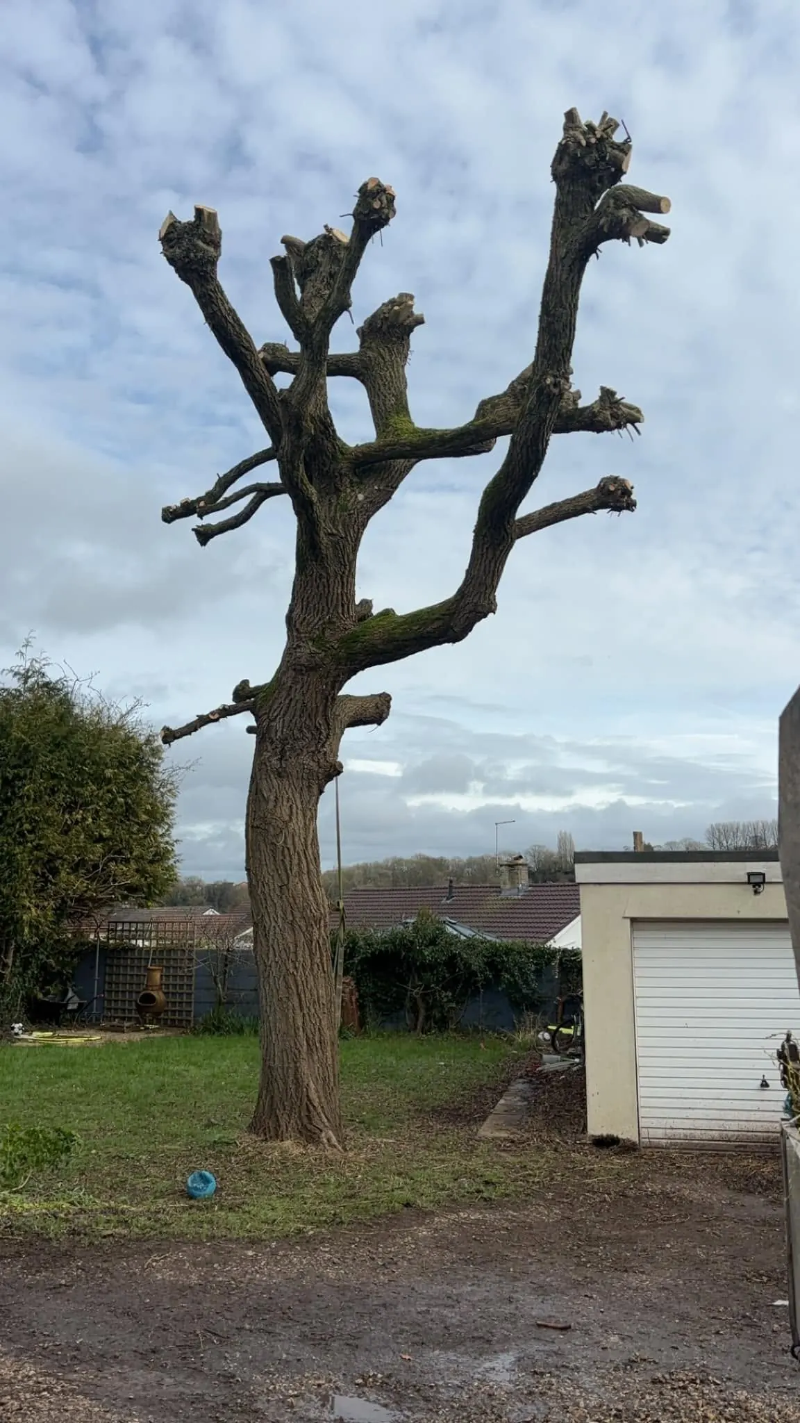 Large tree after hard crown reduction, cut back to its main limbs