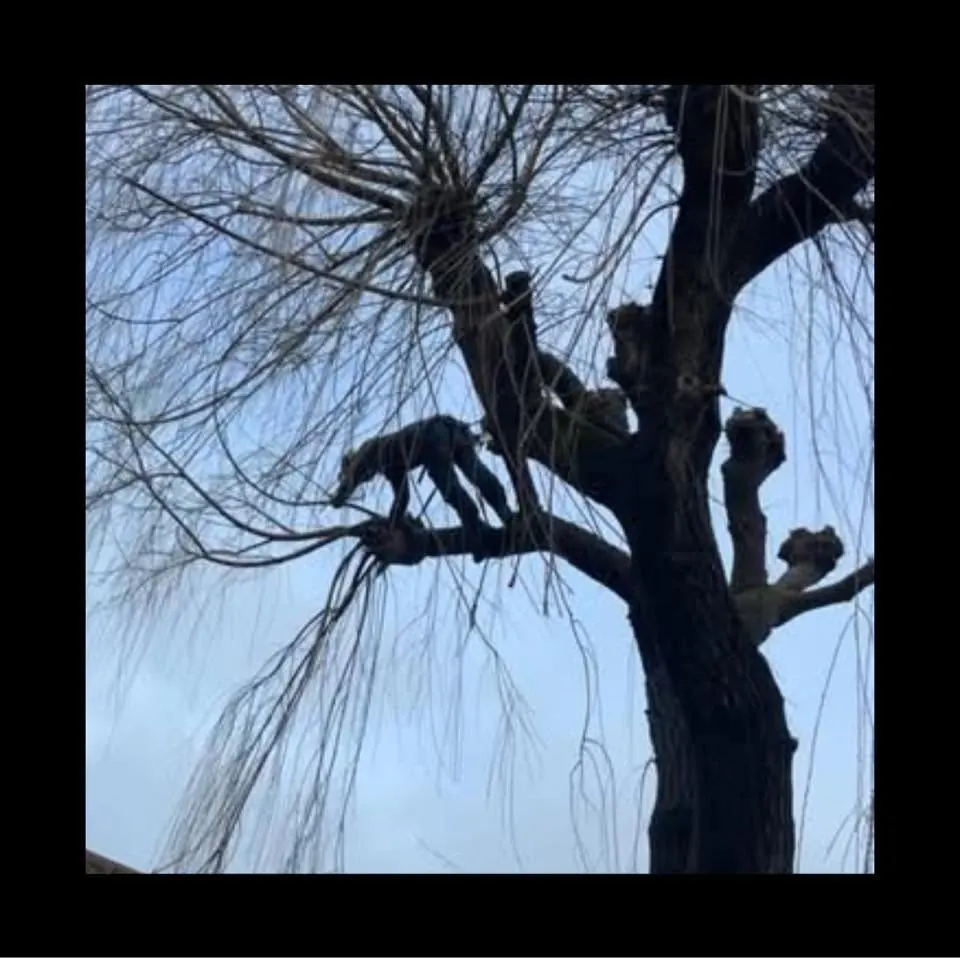 Tree surgeon climbing high into a bare willow tree during a winter prune